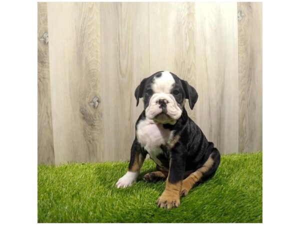 Bulldog Dog Male Black White / Tan 20080 Petland Topeka, Kansas