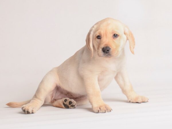 Labrador Retriever Dog Female Yellow 20082 Petland Topeka, Kansas