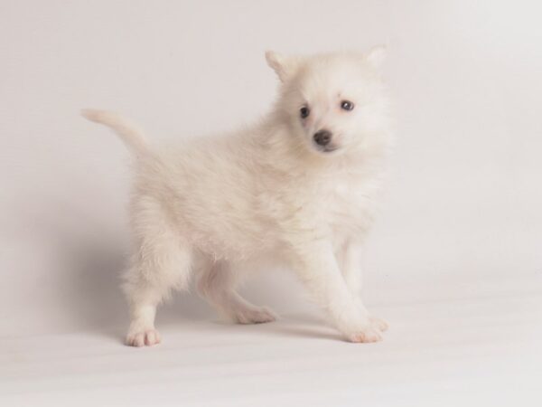 American Eskimo Dog Dog Female White 20079 Petland Topeka, Kansas