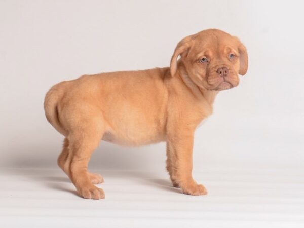 Dogue de Bordeaux Dog Female Red 20078 Petland Topeka, Kansas