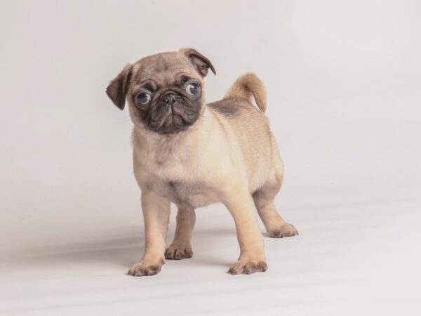 Pug Dog Female Fawn 20076 Petland Topeka, Kansas