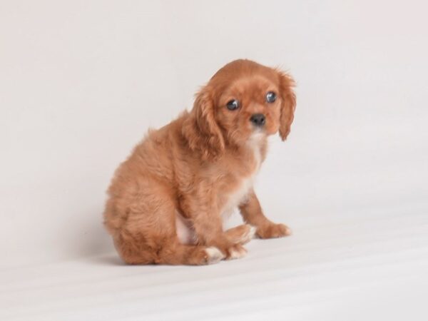 Cavalier King Charles Spaniel-Dog-Female-Ruby-20075-Petland Topeka, Kansas