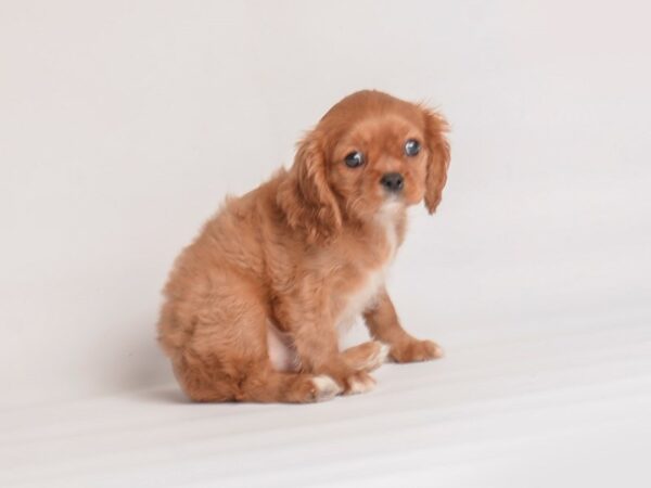 Cavalier King Charles Spaniel Dog Female Ruby 20075 Petland Topeka, Kansas