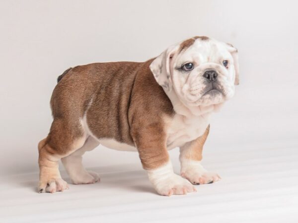 Bulldog Dog Male Fawn and White 20074 Petland Topeka, Kansas