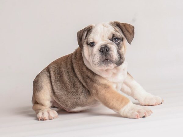 Bulldog Dog Male Fawn and White 20073 Petland Topeka, Kansas