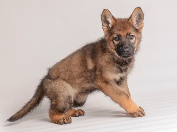 German Shepherd-Dog-Female-Sable-20072-Petland Topeka, Kansas