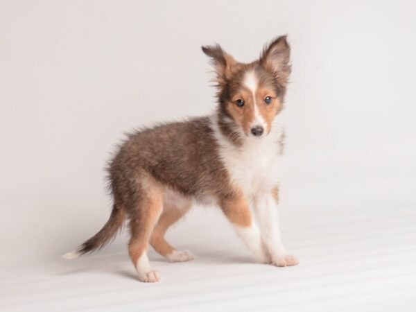 Shetland Sheepdog Dog Female Sable / White 20068 Petland Topeka, Kansas