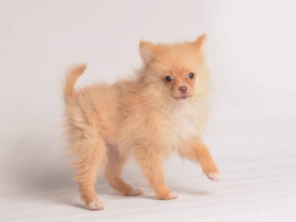 Pomeranian Dog Male Sable 20067 Petland Topeka, Kansas