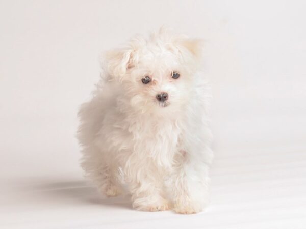 Maltese Dog Female White 20066 Petland Topeka, Kansas