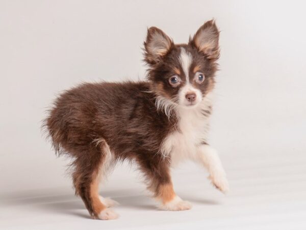 Toy Australian Shepherd Dog Female Red / White 20065 Petland Topeka, Kansas