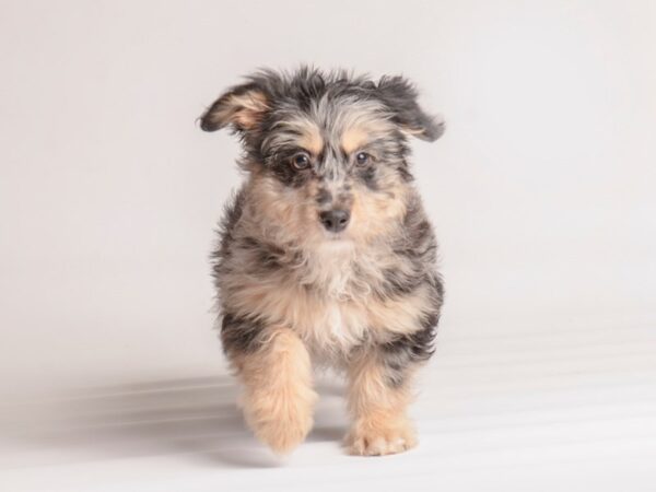 Aussiedoodle Mini-Dog-Female-Blue Merle-20064-Petland Topeka, Kansas