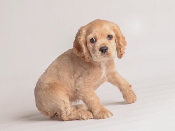 Cocker Spaniel-Dog-Female-Buff-20062-Petland Topeka, Kansas