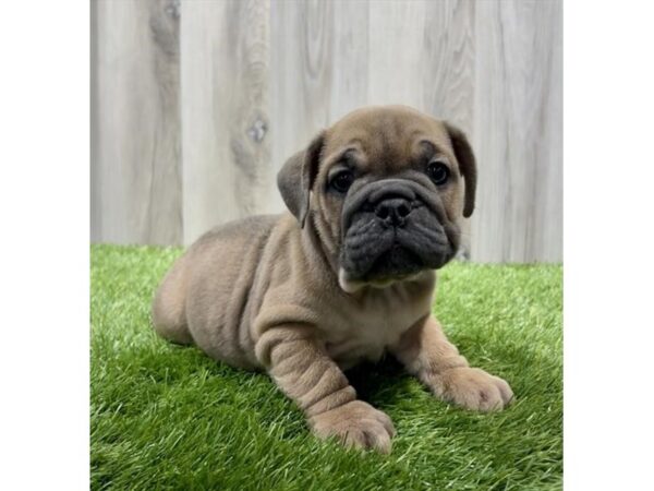 Bulldog-Dog-Female-Fawn-20084-Petland Topeka, Kansas