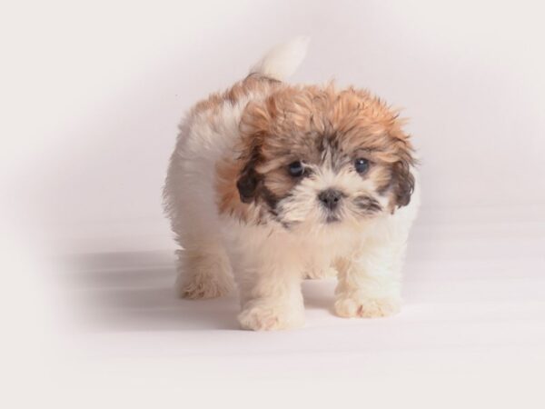 Teddy Bear-Dog-Female-Gold and White-20099-Petland Topeka, Kansas