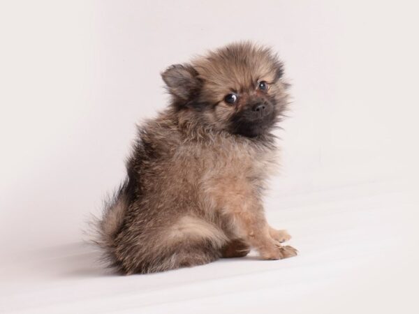 Pomeranian Dog Male Orange Sable 20098 Petland Topeka, Kansas