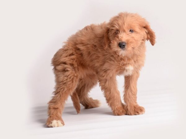 Goldendoodle Mini F1b Dog Female Gldn 20097 Petland Topeka, Kansas