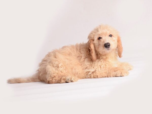 Goldendoodle Mini F1b-Dog-Male-Cream w/ White Markings-20095-Petland Topeka, Kansas