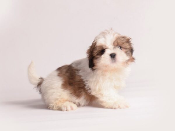 Shih Tzu-Dog-Male-Gold / White-20091-Petland Topeka, Kansas