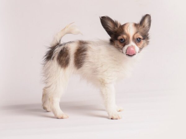 Papillon Dog Female Red White / Sable 20086 Petland Topeka, Kansas