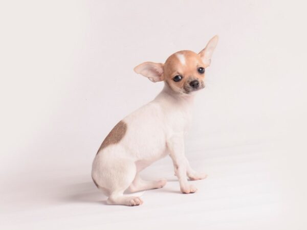 Chihuahua Dog Female Fawn / White 20085 Petland Topeka, Kansas