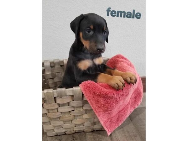 Doberman Pinscher-Dog-Female-Black / Rust-20113-Petland Topeka, Kansas