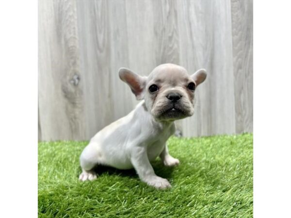 French Bulldog-Dog-Female-Cream-20105-Petland Topeka, Kansas