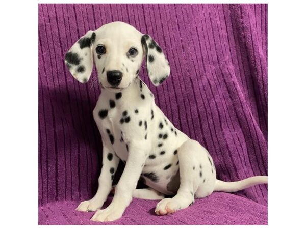 Dalmatian Dog Female White 20112 Petland Topeka, Kansas