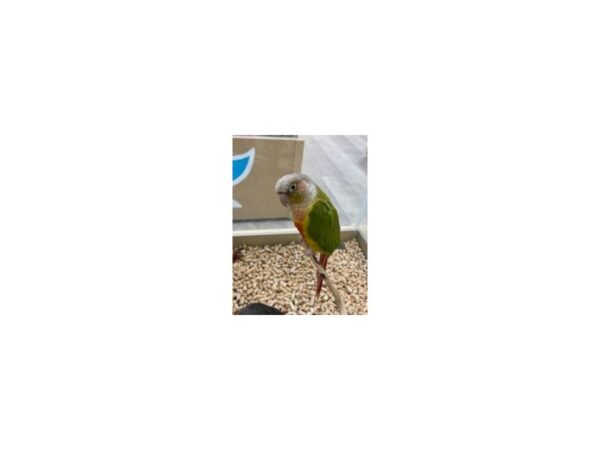 [#19611] Pineapple Green Cheek Conure Birds For Sale