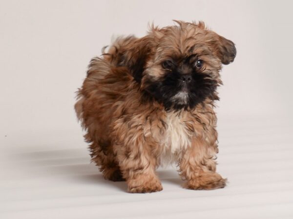 Teddy Bear Dog Female Brindle 20009 Petland Topeka, Kansas