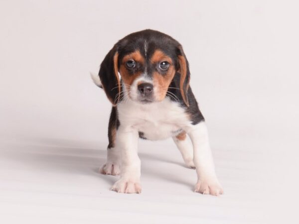 Beagle Dog Female Tri Color 20048 Petland Topeka, Kansas