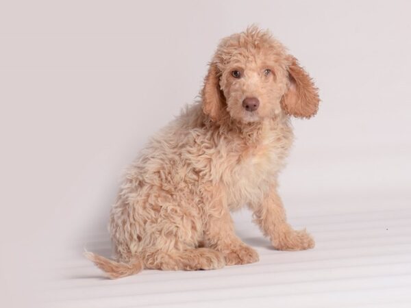 [#20047] Cream Male Goldendoodle 2nd Gen Puppies For Sale