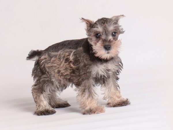 Miniature Schnauzer Dog Female Salt / Pepper 20045 Petland Topeka, Kansas