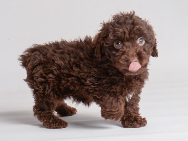 Poodle Dog Female Brown 20051 Petland Topeka, Kansas