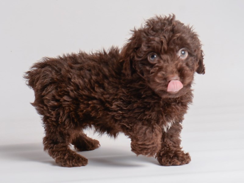 Poodle - 20051 Image #1