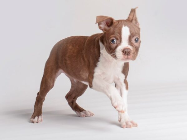 Boston Terrier Dog Female Seal / White 19992 Petland Topeka, Kansas