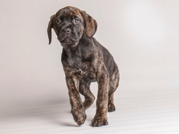 Cane Corso-Dog-Female-Brindle-20077-Petland Topeka, Kansas