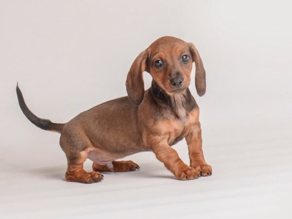 Dachshund Dog Male Wild Boar 20071 Petland Topeka, Kansas