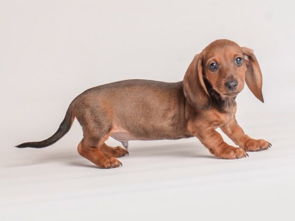 Dachshund-Dog-Male-Wild Boar-20070-Petland Topeka, Kansas