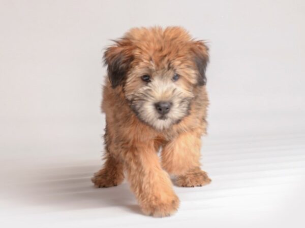 [#20069] Wheaten Female Soft Coated Wheaten Terrier Puppies For Sale