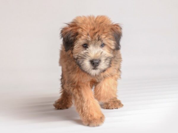 Soft Coated Wheaten Terrier Dog Female Wheaten 20069 Petland Topeka, Kansas