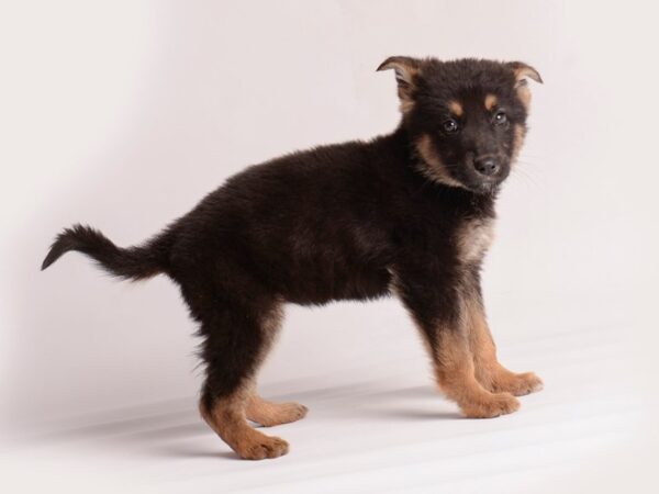 German Shepherd Dog Female Black and Tan 20101 Petland Topeka, Kansas