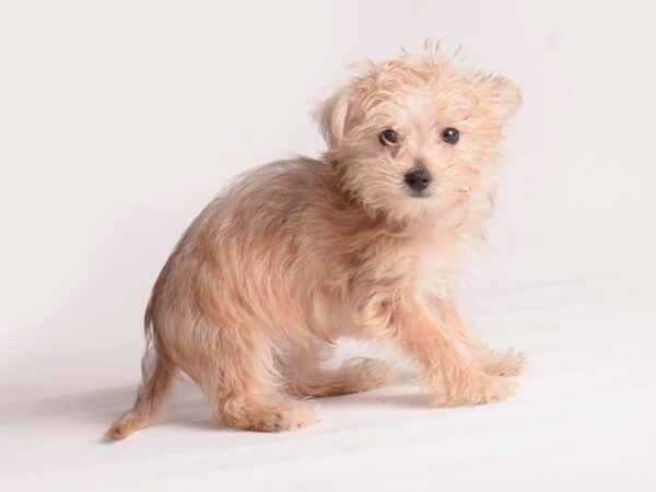 Morkie Dog Male Brown 20093 Petland Topeka, Kansas