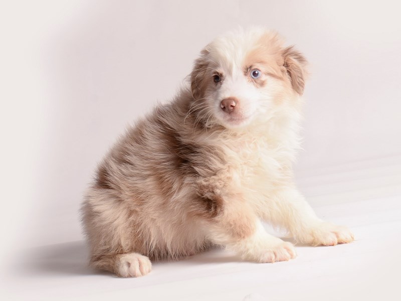 Miniature Australian Shepherd - 20092 Image #1