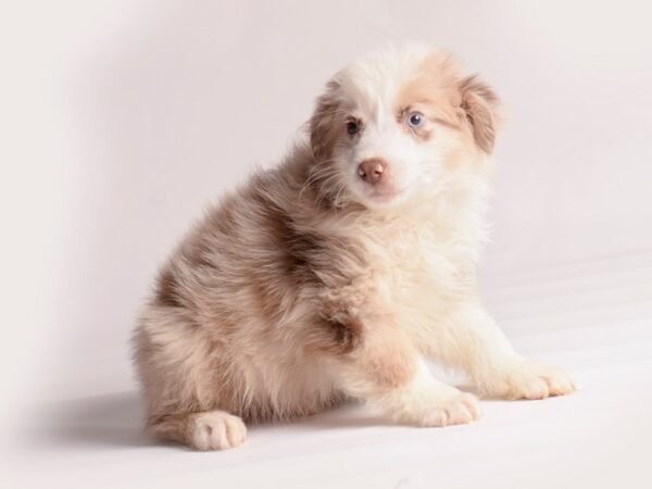 Miniature Australian Shepherd Dog Male Red Merle 20092 Petland Topeka, Kansas