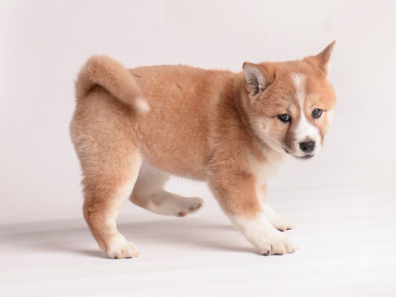 シュタイフ　柴犬　BabyShiba Steiff baby shiba Inu dog EAN 678561 | 20 cm. | Ebearstore.com