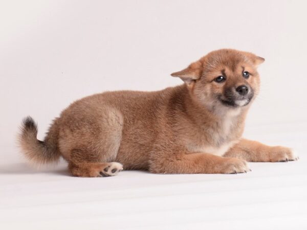 Shiba Inu-Dog-Female-Red-20089-Petland Topeka, Kansas