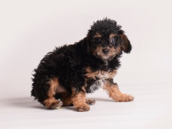 Poodle Dog Female Phantom 20088 Petland Topeka, Kansas