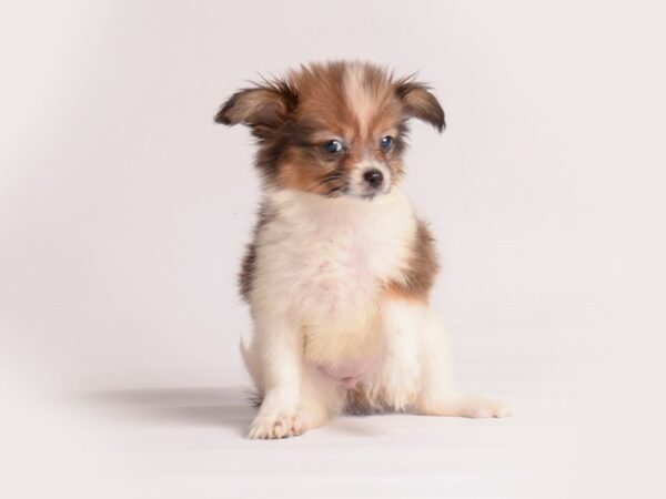 Papillon Dog Female Red Sable 20087 Petland Topeka, Kansas