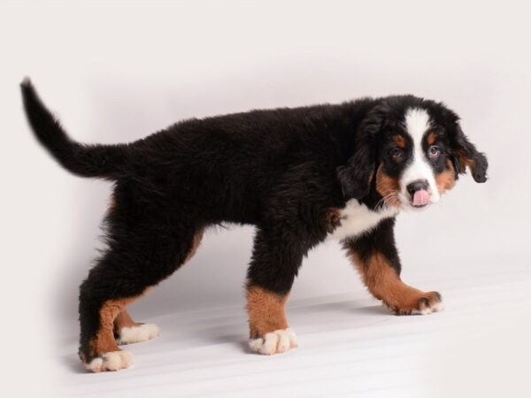 Bernese Mountain Dog Dog Male Black White / Tan 20083 Petland Topeka, Kansas