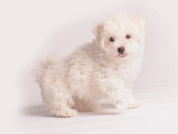 [#20060] White Female Bichon Frise Puppies For Sale